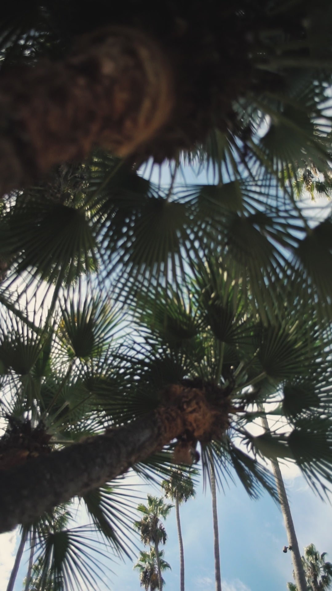 Video of an overview of our traveling salon at the Beverly Hills Hotel last year